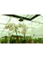 2 Dal (Çift Dal) Xl Orkide Çiçeği Beyaz - Phalaenopsis 80 cm 2