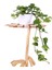 Pothos (Potos) Salon Sarmaşığı - Epipremnum Aureum 30 cm 1