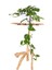 Pothos (Potos) Salon Sarmaşığı - Epipremnum Aureum 30 cm 2