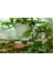Pothos (Potos) Salon Sarmaşığı - Epipremnum Aureum 30 cm 3