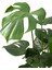 Monstera Bitkisi - Deve Tabanı Çiçeği 85-90 cm Çoklu Gövde Iri Yapraklı 21'lik Saksıda 2