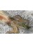 Hanebix Squid 35 mm 2 gr Kalamar Zokası Suni Yem 4