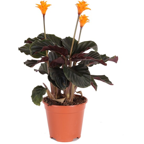 Bitkim Kalatya(Calathea) Crocata Bitkisi - Dua Çiçeği 45-55 cm