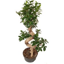 Bitki Tasarımı Bonsai Ağacı S Gövde 80 cm