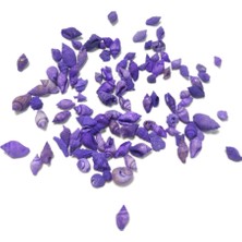 Hobizubi Deniz Kabuğu  Mor