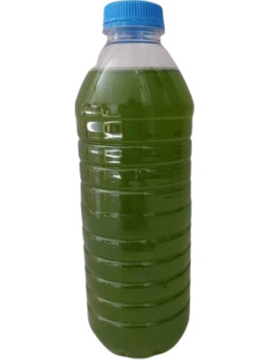 Canlı Petshop Yeşil Su - Fitoplankton Kültürü (Su Piresi Yemi) - 350 ml