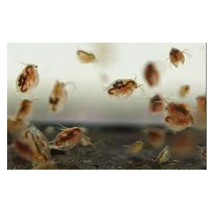 Canlı Petshop Canlı Yem Su Piresi Kültürü 2 Paket
