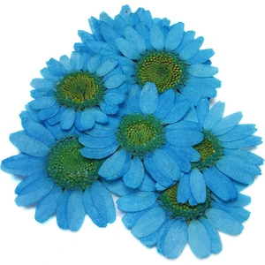 Kurutulmuş Papatya - Açık Mavi