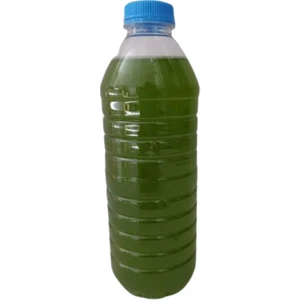 Canlı Petshop Yeşil Su - Fitoplankton Kültürü (Su Piresi Yemi) - 350 ml