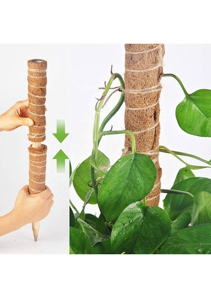 Koko Sarmaşık Destek Çubuğu 2 Adet 40 Cm+30 mt Bağlama Ipi