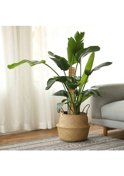 Koko Sarmaşık Destek Çubuğu 2 Adet 40 Cm+30 mt Bağlama Ipi