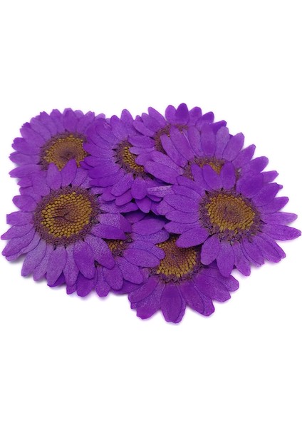 Kurutulmuş Papatya - Mor