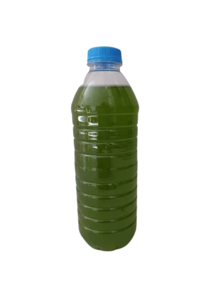 Canlı Petshop Yeşil Su - Fitoplankton Kültürü (Su Piresi Yemi) - 350 ml