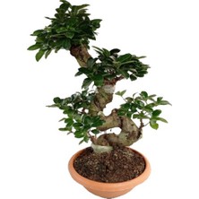 Fidanova Ficus Ginseng Bitkisi 60-65 cm