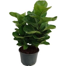 Fidanova - Ficus Lyrata Bitkisi 75-80 cm