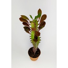 Toptan Kaktüs Euphorbia Trigona Royal Red Nadide Tür Kaktüs Özel  Tür Kaktüs 5.5 cm Saksıda