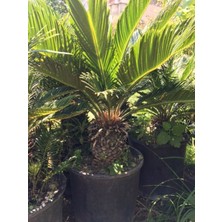 Ases Kalın Gövdeli Cycas(Sikas) Yalancı Sagu Palmiyesi 6 Yaş
