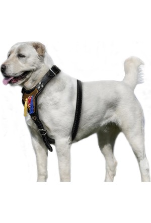 köpek bellik tasma