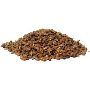 Süpürge Otu Tohumu