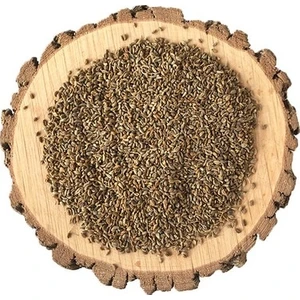 Maydanoz Tohumu