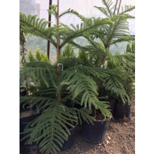 Saksıda Aracoriya(Arakorya) Salon Çamı 90-110 cm