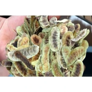 Açlık Otu 200 gr