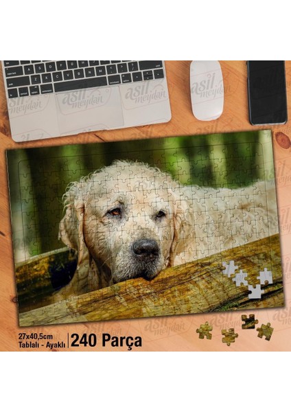 Asil Hobi Yaşlı Golden Retriever - Köpek - Hayvan Yapboz -Ayak Destekli Çerçeveli 240 Parça Puzzle