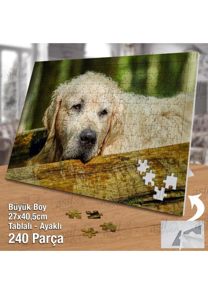 Asil Hobi Yaşlı Golden Retriever - Köpek - Hayvan Yapboz -Ayak Destekli Çerçeveli 240 Parça Puzzle fiyatları