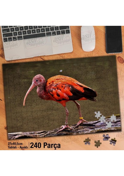 Asil Hobi Kızıl Aynak - Hayvan - Doğa -Tropikal Yapboz -Ayak Destekli Çerçeveli 240 Parça Puzzle
