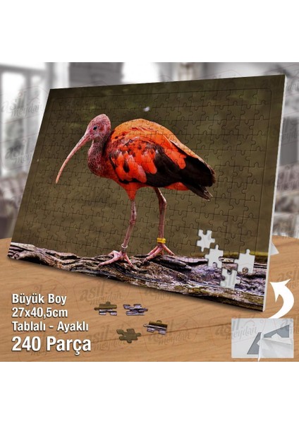 Asil Hobi Kızıl Aynak - Hayvan - Doğa -Tropikal Yapboz -Ayak Destekli Çerçeveli 240 Parça Puzzle fiyatları