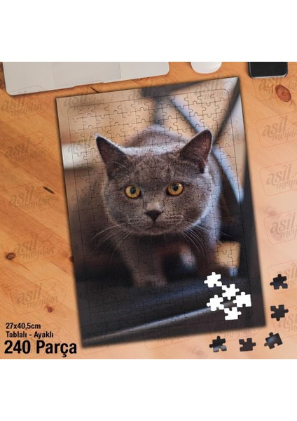 Asil Hobi British Shorthair - Sevimli Kedi -Hayvan Yapboz - Ayak Destekli Çerçeveli 240 Parça Puzzle
