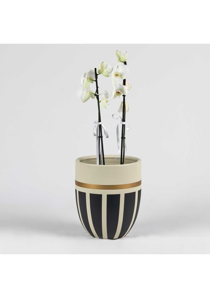 Armoni Gold 28 x 32 Saksı
