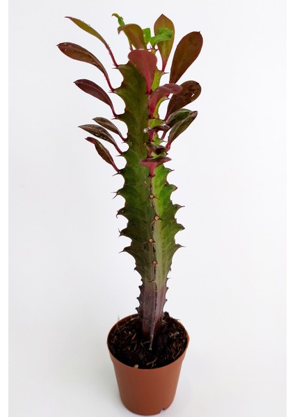 Toptan Kaktüs Euphorbia Trigona Royal Red Nadide Tür Kaktüs Özel  Tür Kaktüs 5.5 cm Saksıda