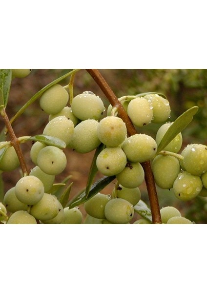 5 Adet Kroneki Zeytin Fidanı Tüplü 1 M 12 Ay Dikim