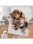 Asil Hobi Kedi ve Köpek - Dost - Hayvan Yapboz - Ayak Destekli Çerçeveli 240 Parça Puzzle 2