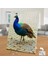 Sevimli Tavus Kuşu Hayvanı 240 Parça Puzzle YAPBOZ-74797 2