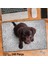 Asil Hobi Köpek Yavrusu - Labrador- Safkan Köpeği Yapboz -Ayak Destekli Çerçeveli 240 Parça Puzzle 1