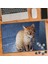 Sarı Tüylü Sevimli Kedi 240 Parça Puzzle YAPBOZ-74530 1