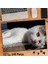 Asil Hobi Mutsuz Kedi - Dalgın - Sevimli Hayvan Yapboz -Ayak Destekli Çerçeveli 240 Parça Puzzle 1