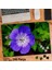 Asil Hobi Turnagagası Çiçeği- Mor - Bitki - Peyzaj Yapboz -Ayak Destekli Çerçeveli 240 Parça Puzzle 1