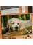 Asil Hobi Yaşlı Golden Retriever - Köpek - Hayvan Yapboz -Ayak Destekli Çerçeveli 240 Parça Puzzle 1