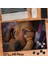 Asil Hobi Masum - Sevimli Hayvan - Köpek - Doğa Yapboz -Ayak Destekli Çerçeveli 240 Parça Puzzle 1