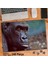 Asil Hobi Gorilla- Vahşi Hayvan - Doğa - Amazon Yapboz -Ayak Destekli Çerçeveli 240 Parça Puzzle 1