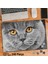 Asil Hobi Scottish Fold - Gri Tüylü Sevimli Kedi Yapboz-Ayak Destekli Çerçeveli 240 Parça Puzzle 1