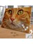 Yakın Çekim Sarı Tüylü Kedi 240 Parça Puzzle YAPBOZ-75471 2