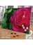 Asil Hobi Pembe Gül - Yeşil Yapraklar - Çiçek Yapboz- Ayak Destekli Çerçeveli 240 Parça Puzzle 2