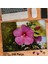 Asil Hobi Ebegümeci - Pembe Çiçek - Bitki - Doğa Yapboz -Ayak Destekli Çerçeveli 240 Parça Puzzle 1