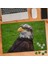 Yırtıcı Kuş Kartal 240 Parça Puzzle YAPBOZ-75291 1