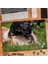 Asil Hobi Chihuahua - Sevimli Köpekler -Oyun -Çimen Yapboz -Ayak Destekli Çerçeveli 240 Parça Puzzle 1