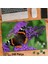 Asil Hobi Butterfly - Mor Sümbül - Çiçek - Kelebek Yapboz -Ayak Destekli Çerçeveli 240 Parça Puzzle 1